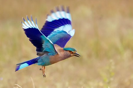 Top Bird Watching Sites Across India | Pragativadi | Odisha News ...