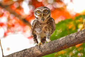 Spotted Owlet