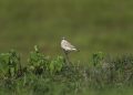 Isabelline Wheatear