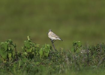 Isabelline Wheatear