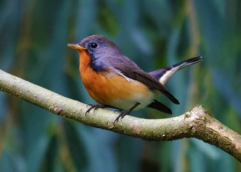 Kashmir Flycatcher