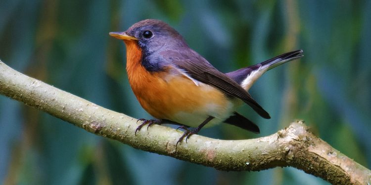 Kashmir Flycatcher