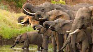 Elephant Herds Create Panic