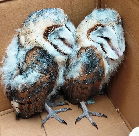 Rescued Barn Owls