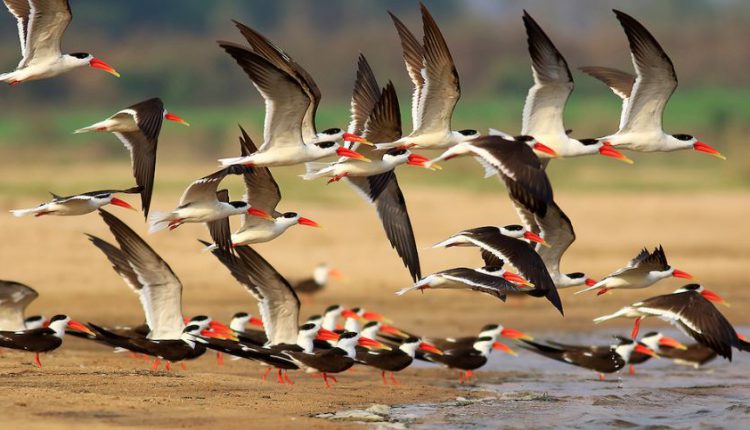 Bird census begins at Hirakud dam