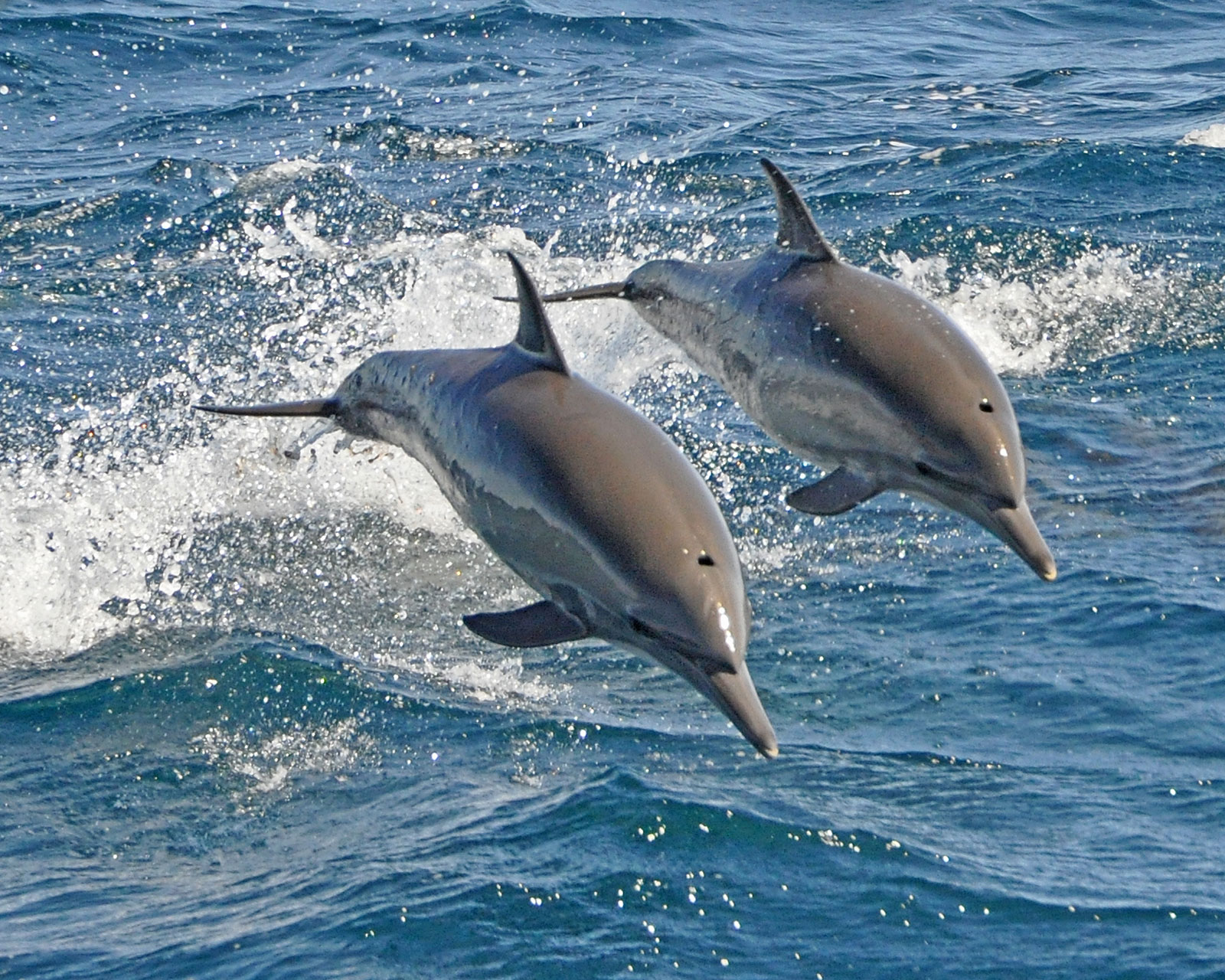 Dolphin Population In Odisha