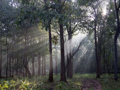 Punjab's forest cover rises to 11.63 sqkm during 2020 | Pragativadi ...