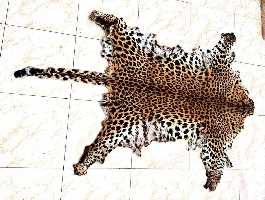 Leopard Hide Seized