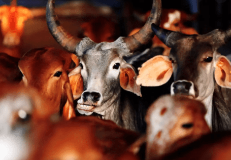 Cattle Seized