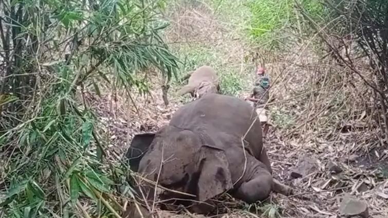 Dead Elephants Found In Assam