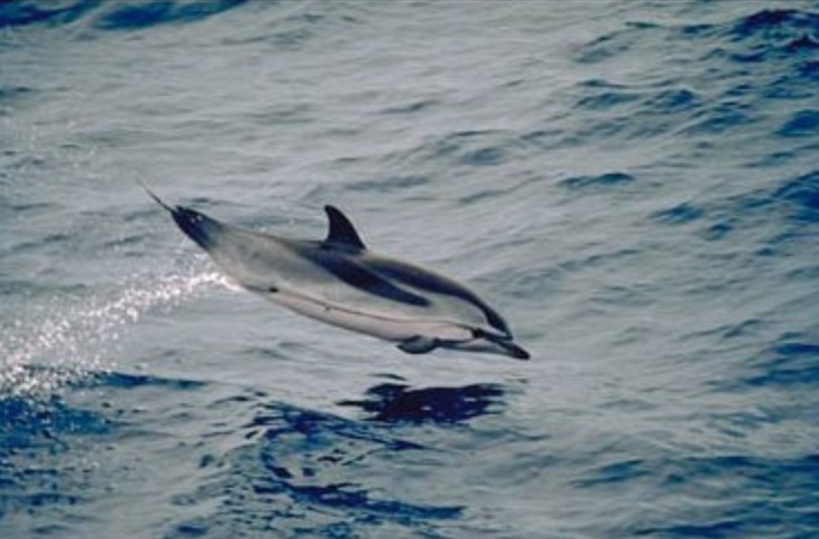 Stenella Dolphin