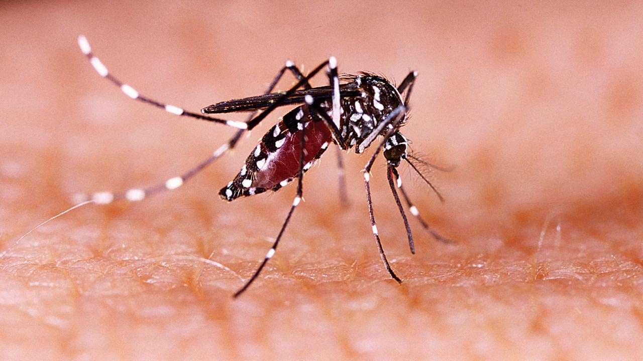 Kerala On Alert After 14 Zika Virus Cases Reported In A Day