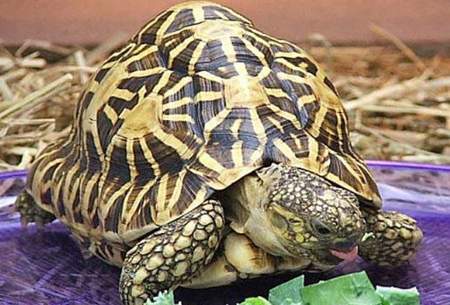 Star Tortoise Rescued