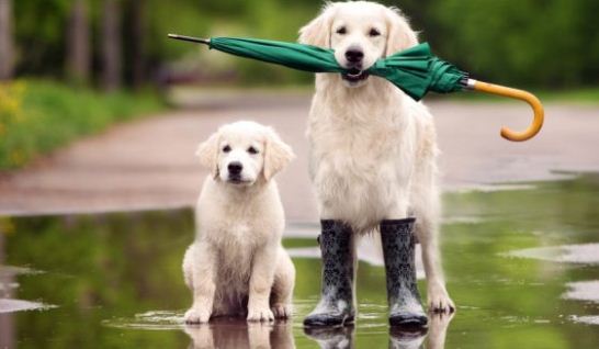 Pets In The Monsoon