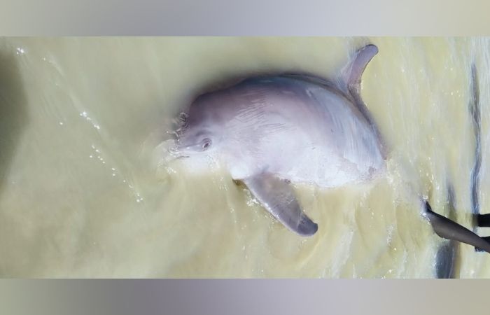 15. Balasore Locals Rescue Dolphin Stranded On Chandipur Beach