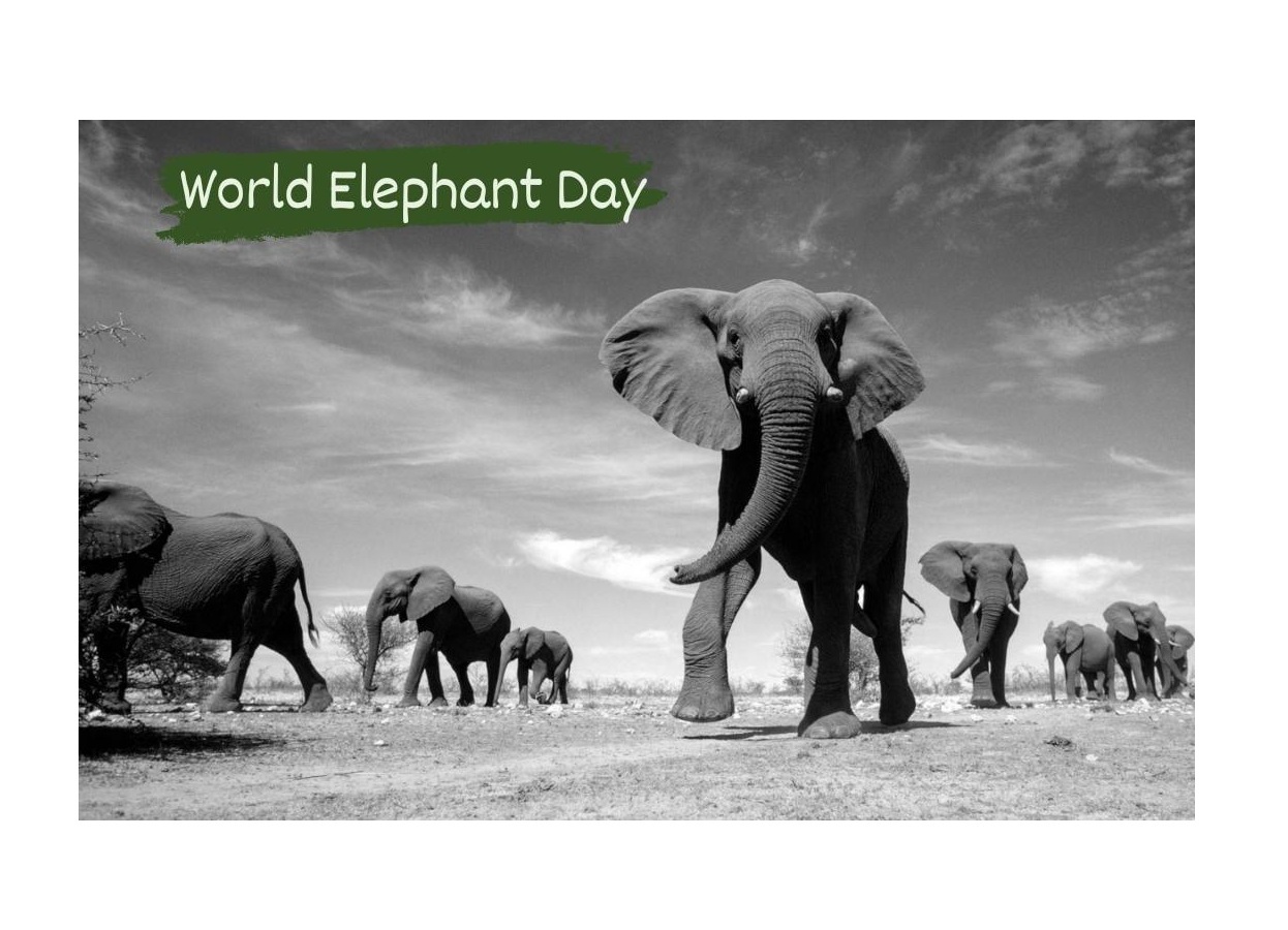 World Elephant Day History and Significance Pragativadi Odisha