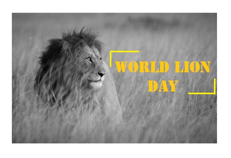 World Lion Day Know Its Significance Pragativadi Odisha News