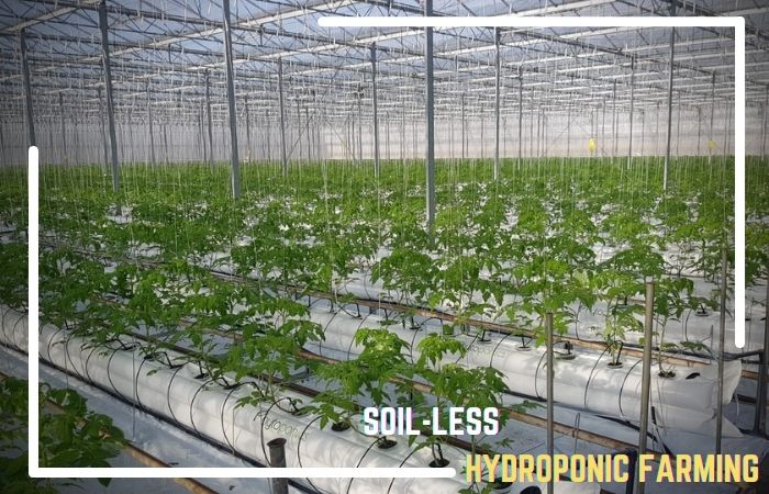 Top 10 Benefits of Hydroponic Farming & Its Impact on Agriculture