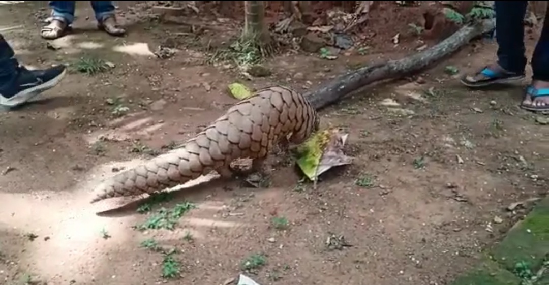 Live Pangolin Rescued In Phulbani, 4 Held