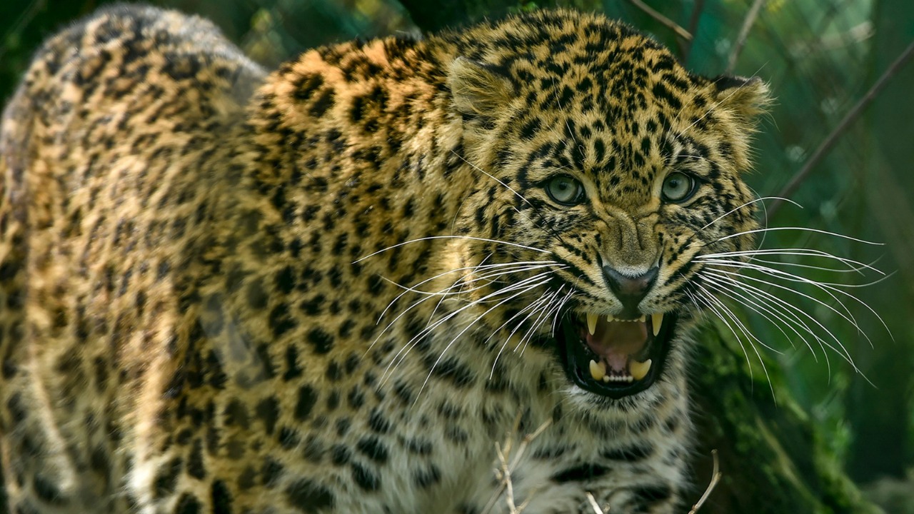 Leopard Strays