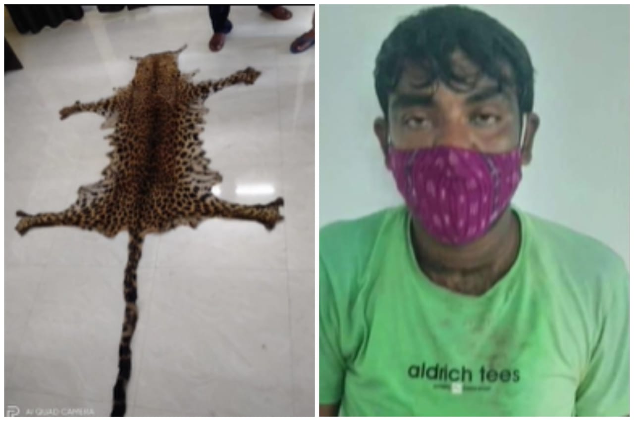 STF Seizes Leopard Skin In Boudh, One Held