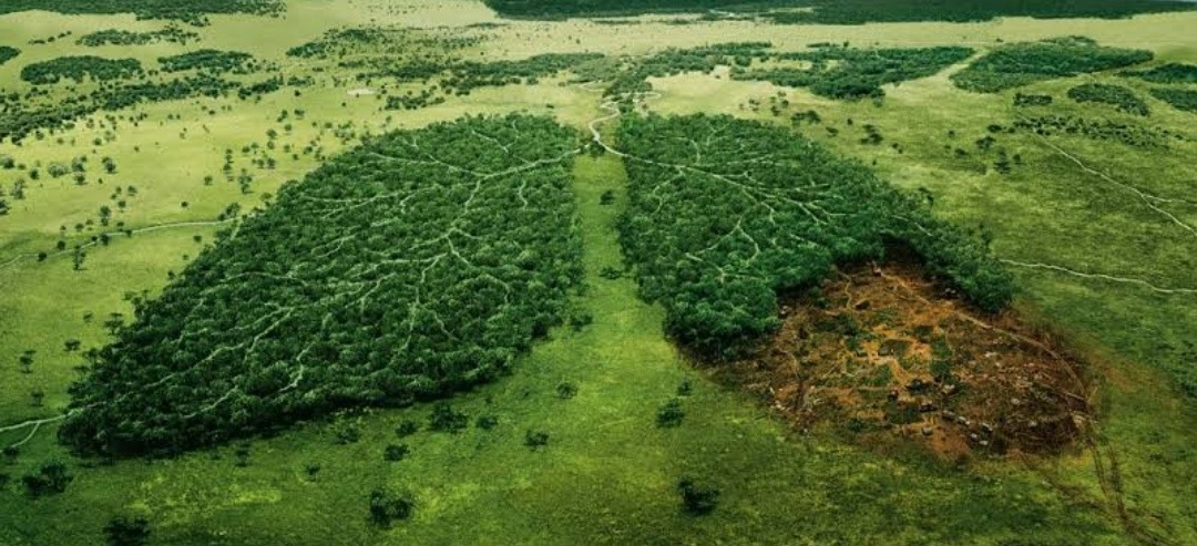 end deforestation by 2030