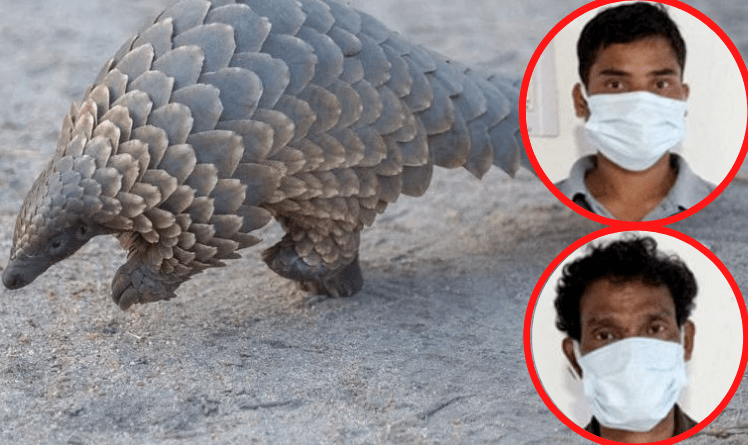 Pangolin Rescued