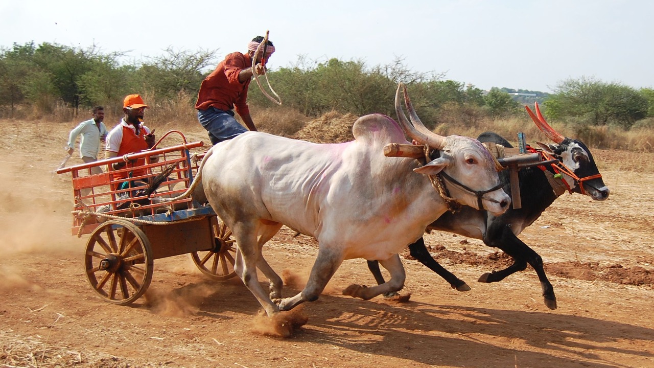 Bullock Cart Race In Maharashtra
