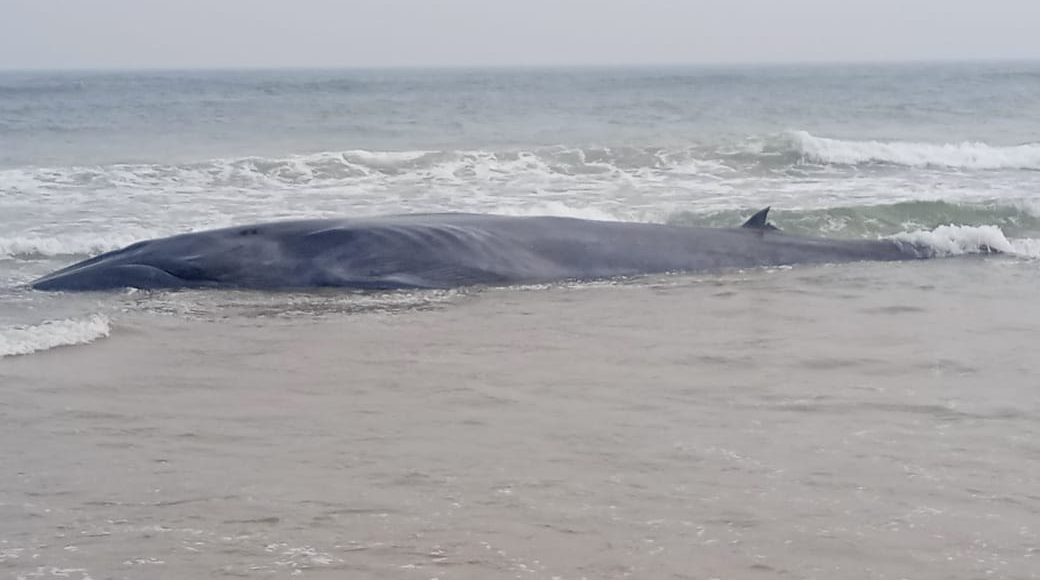 Giant Whale Washes Up Ashore In Odisha's Puri | Pragativadi | Odisha ...