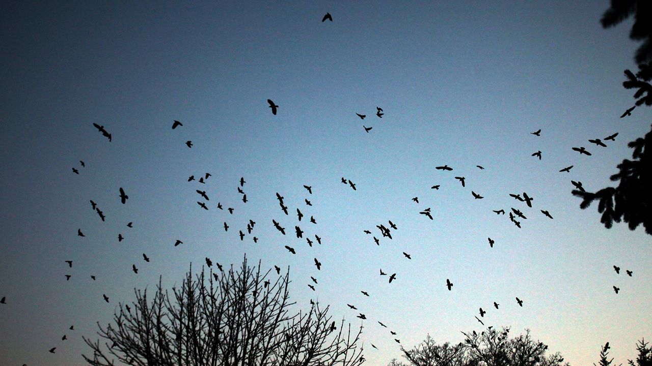 migratory birds found dead