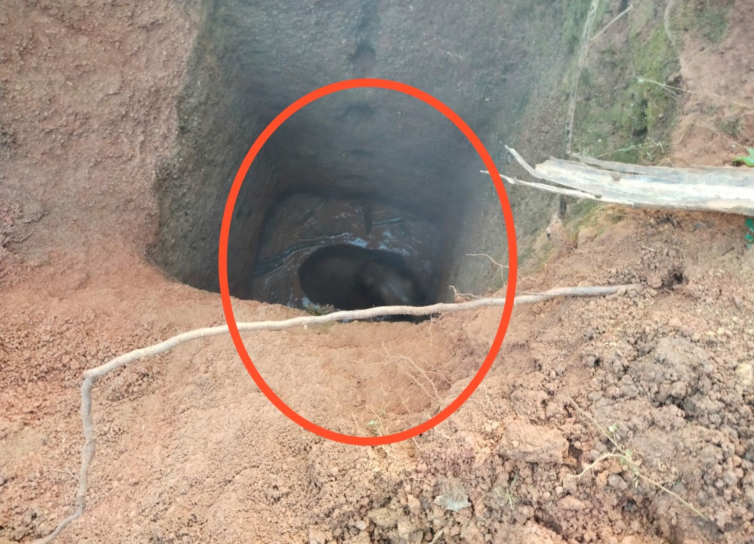 Elephant trapped in well