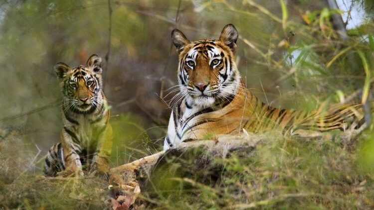 Tiger Census From October In Odisha - Pragativadi