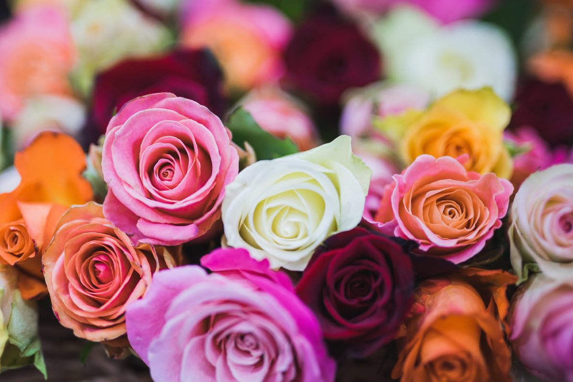 Know The Real Symbolism Behind The Colours Of Roses - Pragativadi