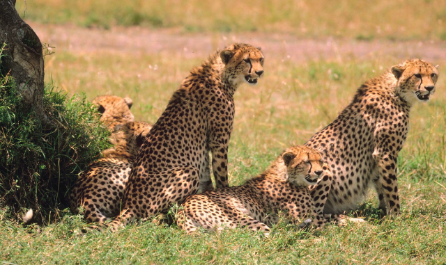 Cheetah mortalities at Kuno