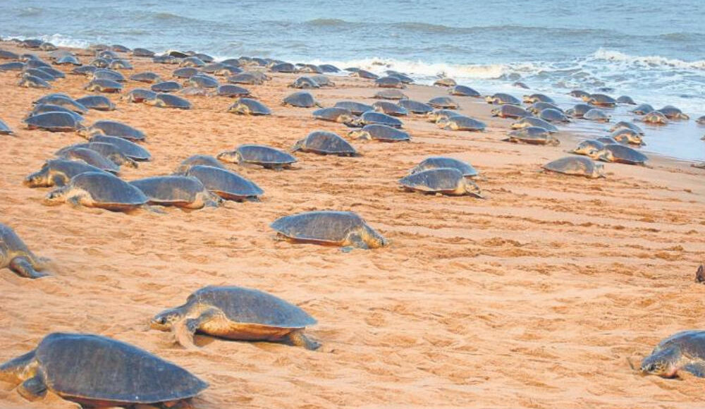 Mass Nesting Of Olive Ridley Turtles Begins Off Gahirmatha Coast ...