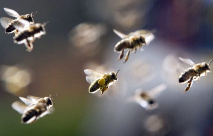 Stung By Honeybees