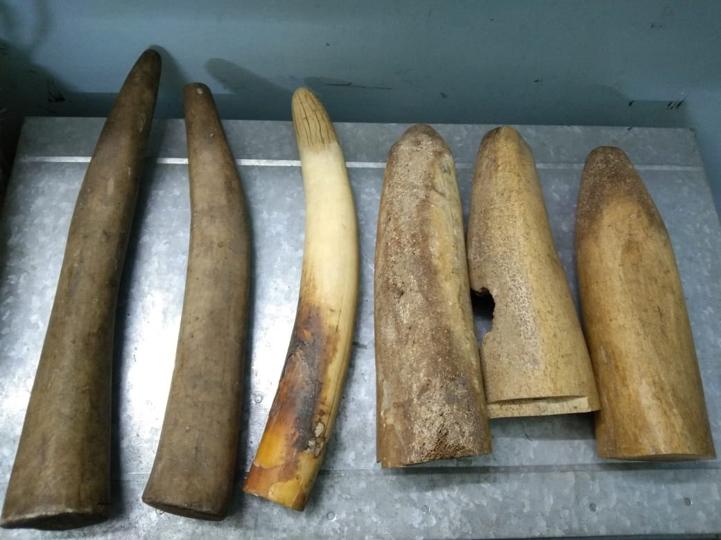 Six Elephant Tusks Seized