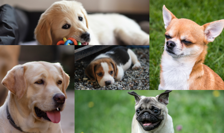 which dog is best for kids in india