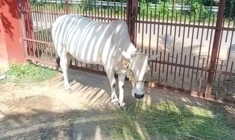 Cow Tied At Police Station