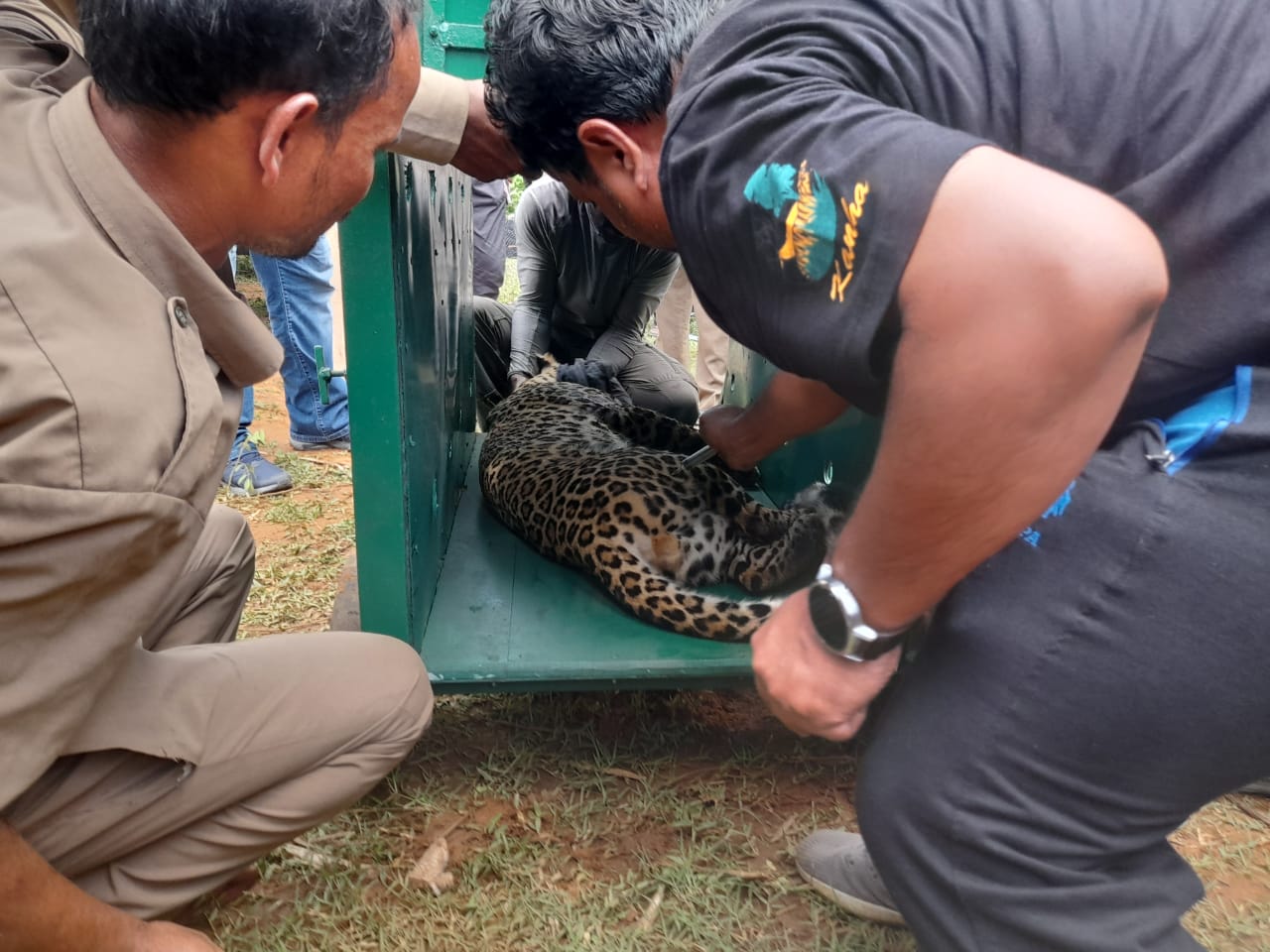 Leopard Found Trapped