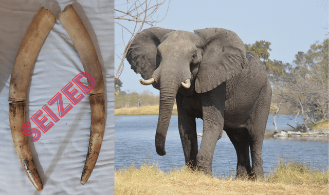 Elephant Tusks Seized