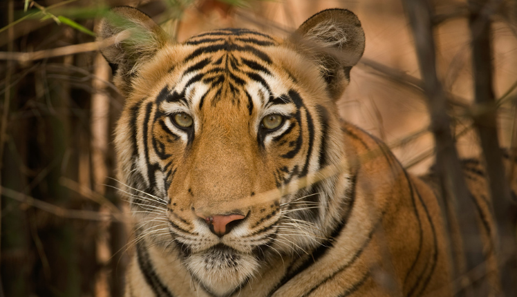 Uttarakhand: Harimau betina Ditangkap Oleh Departemen Kehutanan Pemakan Manusia