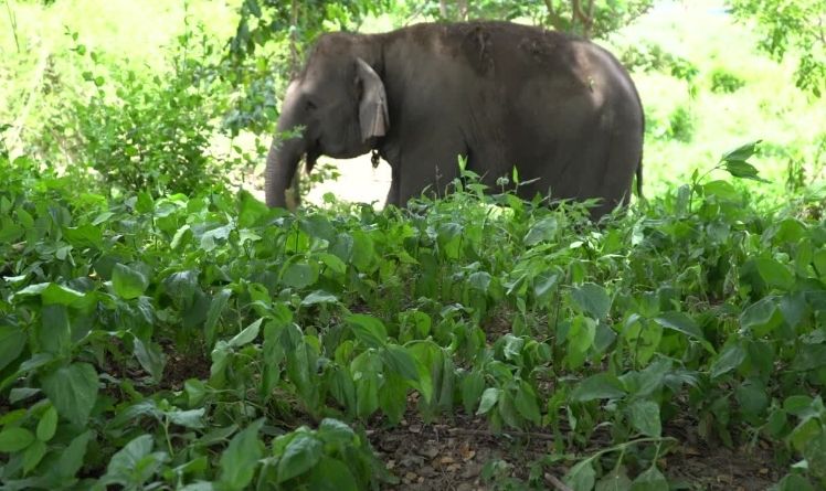 Ailing Female Elephant Dies