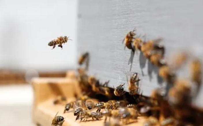 Honeybee attack