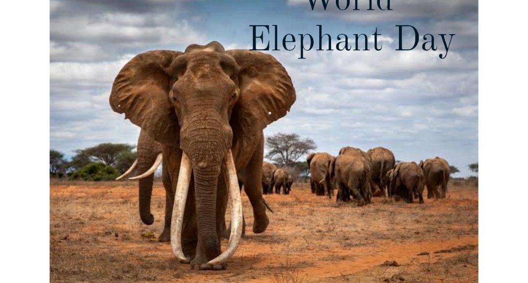 The REALLY Big Picture – World Elephant Day