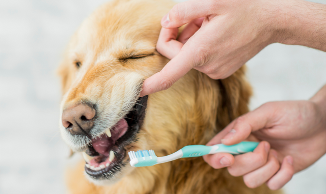 Adhere to These Strategies To Hold Your Dog’s Teeth Clear
