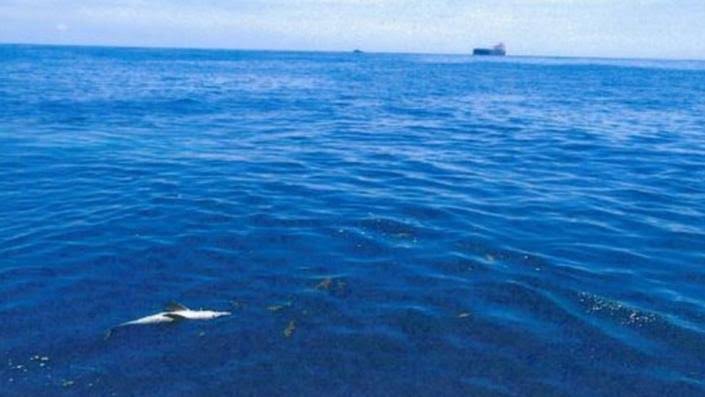 Energy giant Santos accused of Australia dolphin deaths
