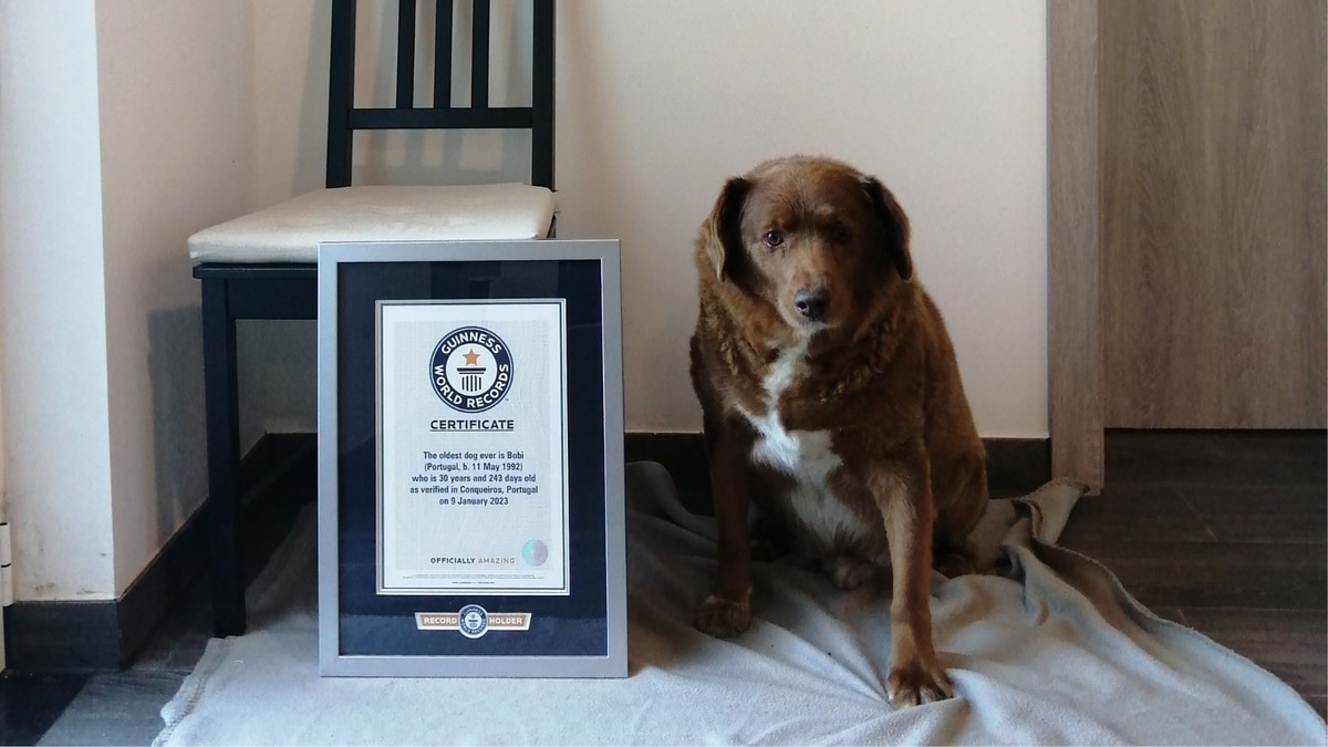 Guinness World records: 30-year-old Bobi breaks record for world's oldest dog ever