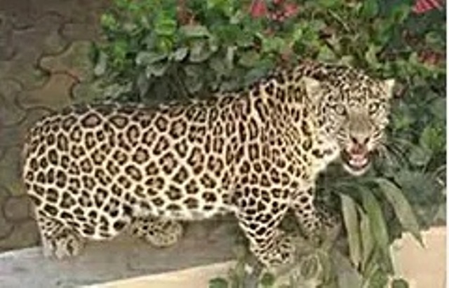 Leopard mauls woman