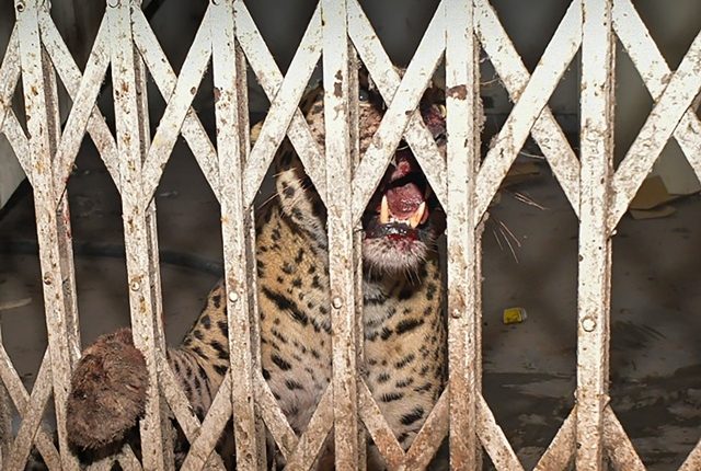Macan Tutul Diselamatkan Dari Pengadilan Ghaziabad Dilepaskan Ke Hutan